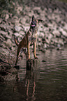 standing Malinois