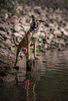 standing Malinois