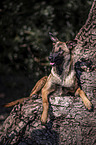 lying Malinois