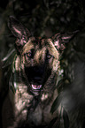 Malinois portrait