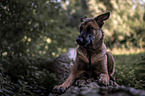 lying Malinois