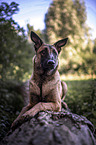 lying Malinois