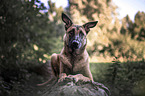 lying Malinois