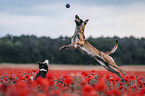 Malinois and Border Collie in the poppy field