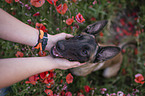 human with Malinois in the poppy field