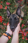 human with Malinois in the poppy field