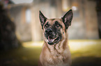 Malinois portrait