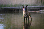 Malinois in the water