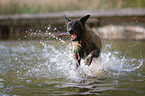 Malinois in the water