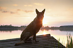 sitting Malinois