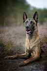 Malinois in the heather