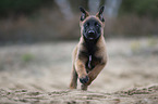 Malinois puppy