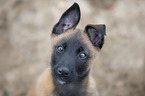 Malinois puppy