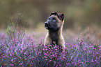 Malinois puppy