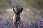 Malinois puppy