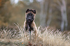 Malinois puppy