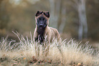 Malinois puppy