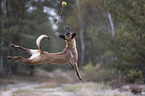 Malinois