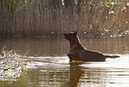 Malinois in the water