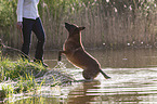 Malinois in the water