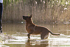 Malinois in the water