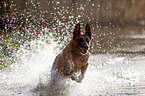 Malinois in the water