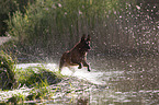 Malinois in the water