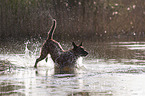 Malinois in the water