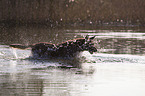 Malinois in the water