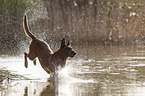 Malinois in the water