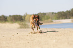 running Malinois
