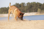 Malinois in the sand