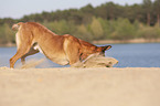 Malinois in the sand