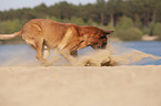 Malinois in the sand