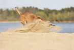 Malinois in the sand