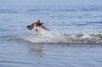 splashing Malinois