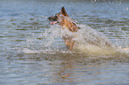 jumping Malinois