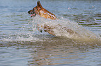 jumping Malinois