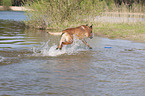 running Malinois