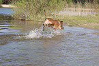 jumping Malinois