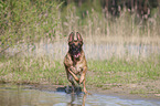 running Malinois