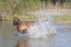 running Malinois
