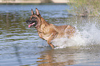 running Malinois