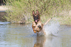 running Malinois