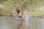running Malinois
