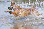jumping Malinois