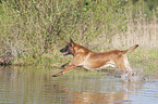 running Malinois