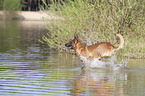 running Malinois