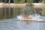splashing Malinois