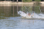 splashing Malinois